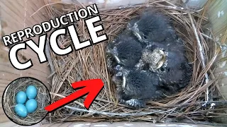 Inside the Nest: Bluebird's Entire Reproduction Cycle
