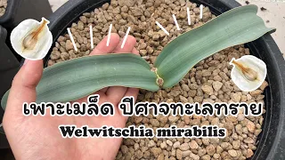 เพาะเมล็ดปีศาจทะเลทราย Welwitschia mirabilis