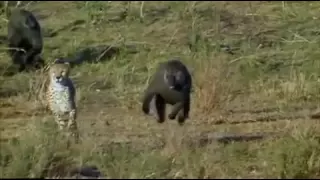 Baboon chasing Cheetah