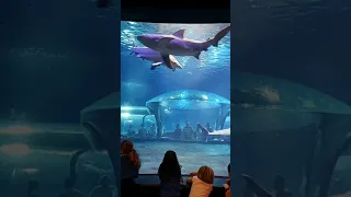 Bull Shark Feeding @ The Oklahoma Aquarium.