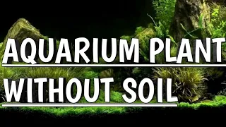 Aquarium plant without soil | Easy Aquarium plants .