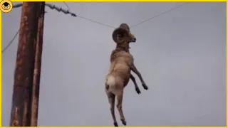 Top 10 Shocking Moments When Animals Get Electrocuted