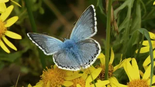 25 butterfly species in Kent UK