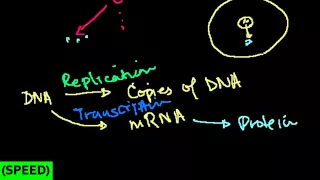 [SPEED] Chromosomes, Chromatids, Chromatin, etc