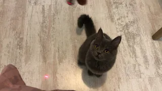 CAT vs LASER (Finally The Cat  Caught the Laser)