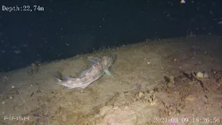 Found a fish 22 m depth - Fifish V6