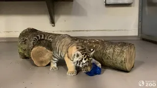 Amur Tiger Cub Playing With Enrichment