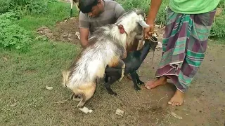 INDIA GOAT CROSSING VIDEO - Amazing Patha Crossing with Bakri || GC VILLAGE