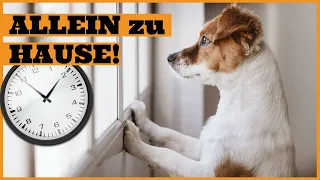 Wie lange kann ein Hund alleine bleiben I Trennungsstress bei Hunden erkennen und vermeiden