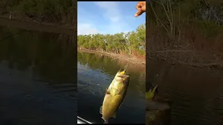 Bass eats a topwater DUCK lure! #shorts