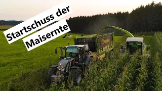 Startschuss der Maisernte: Das Murtal und Kärnten im Maisfieber