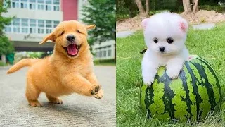 Tik Tok Chó Phốc Sóc Mini 😍 Funny and Cute Pomeranian #135