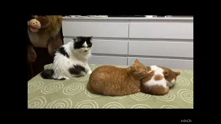 Котики Life of 6 cats. Как прошёл наш день