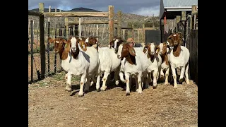 ACHIEVE 30 KGS IN 3 MONTHS FROM YOUR GOATS