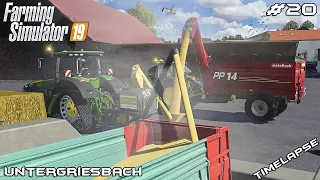 Selling SILAGE and MILLING CORN 🌽🚜 | Animals on Untergriesbach | Farming Simulator 19 | Episode 20