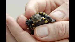 ZooBorns: Australia! Episode 4 - Baby Swamp Tortoises
