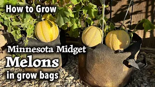 How to Grow Melon from Seed in Containers | Minnesota Midget | Easy Planting Guide
