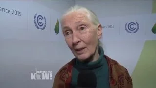 Jane Goodall on the Threat of Animal Agriculture, GOP Climate Change Denial & Why She’s a Vegetarian