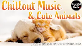 Chillout Music & Cute Animals Jazz & BossaNova Special Mix【For Work / Study】Restaurants BGM.