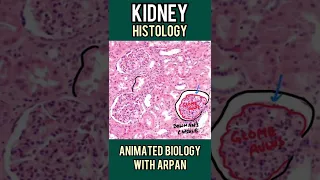 Kidney histology explained in 1 minute | 1 minute histology