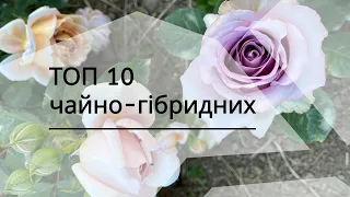 ТОП 10 чайно-гібридних троянд які я рекомендую