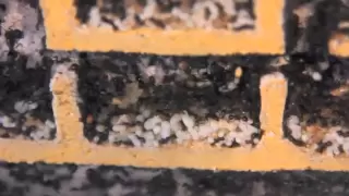 New Messor barbarus extra large nest (5000+ ants)