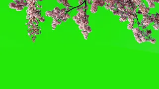 Blossom green screen video free download