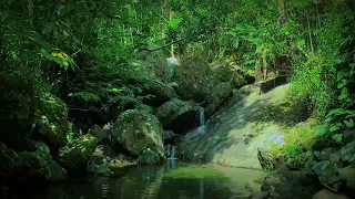 Beautiful River Waterfall Forest With Nature Sounds Waterfall For Relaxing - Meditation - Sleep Well