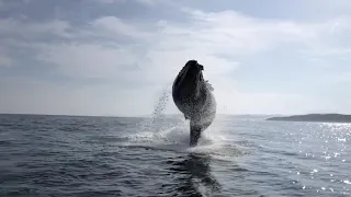 Humpback Whale off Buffels bay - Knysna