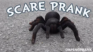 GIANT SPIDER SCARE PRANK - Creator Spotlight - "DapengPrank "