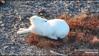 Springtime on the Tundra: Arctic Hare   Explore.org April 23, 2024