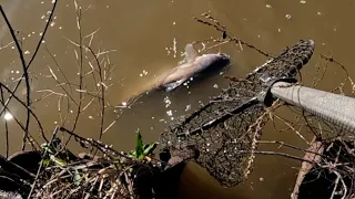 Fishing For Catfish After Too Much Rain