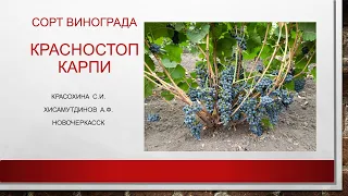 Сорт винограда Красностоп Карпи , съемка 5.09.2022@Krasokhina