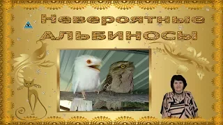 Невероятные АЛЬБИНОСЫ