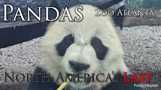 Pandas - North America's Last - Zoo Atlanta