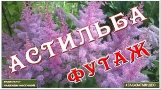 ✿✿✿ Натуральные цветочные видеофоны ✿✿✿ Футаж цветет астильба ✿✿✿