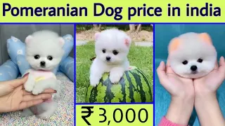 Pomeranian Dog price in india | teacup dog price in india | cute dog price in india | Earning dog