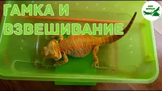 Гамка и взвешивание