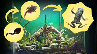 Epic Bio-Active Tadpole to Frog Paludarium