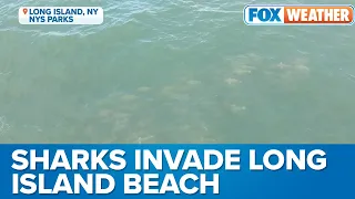 Multiple Shark Attacks Reported Off New York Shores; About 50 Sharks Spotted Off Long Island Beach
