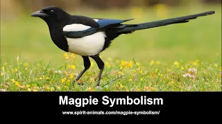 Magpie Symbolism