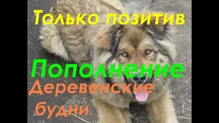 Теперь только о деревне | Окот козы | Хозяйство | ЛПХ Максимовых | Крестьянский двор