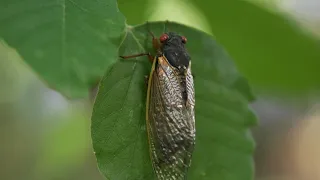 Billions of Cicadas Emerge After 17 Years Underground