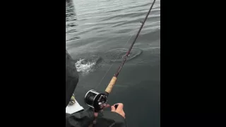 Amy catching a salmon