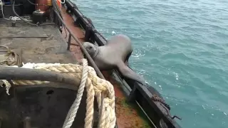 Будешь у нас матросом! ПРИКОЛЫ с животными. Sea Lion Hops Aboard Boat