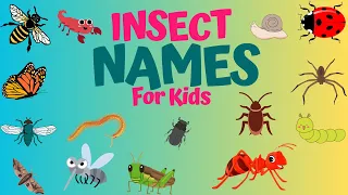 🐌🦋🪳INSECT VOCABULARY FOR KIDS | ENGLISH INSECT NAMES | PRESCHOOL LEARNING #insectname  #funlearning