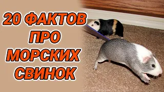 Интересные факты о морских свинках