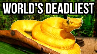 10 Of The Deadliest Animals To Humans