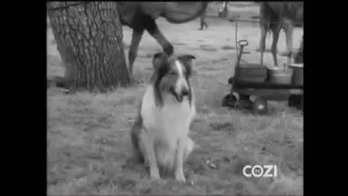 Lassie - Episode #225 - "The Gentle Tiger"- Season 7 Ep. 6 - 10/16/60