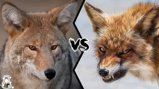 COYOTE VS FOX - Who Will Win?